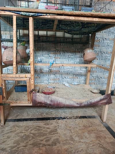 big cage with 5 pairs budgie
