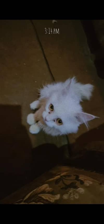 cat for sale
