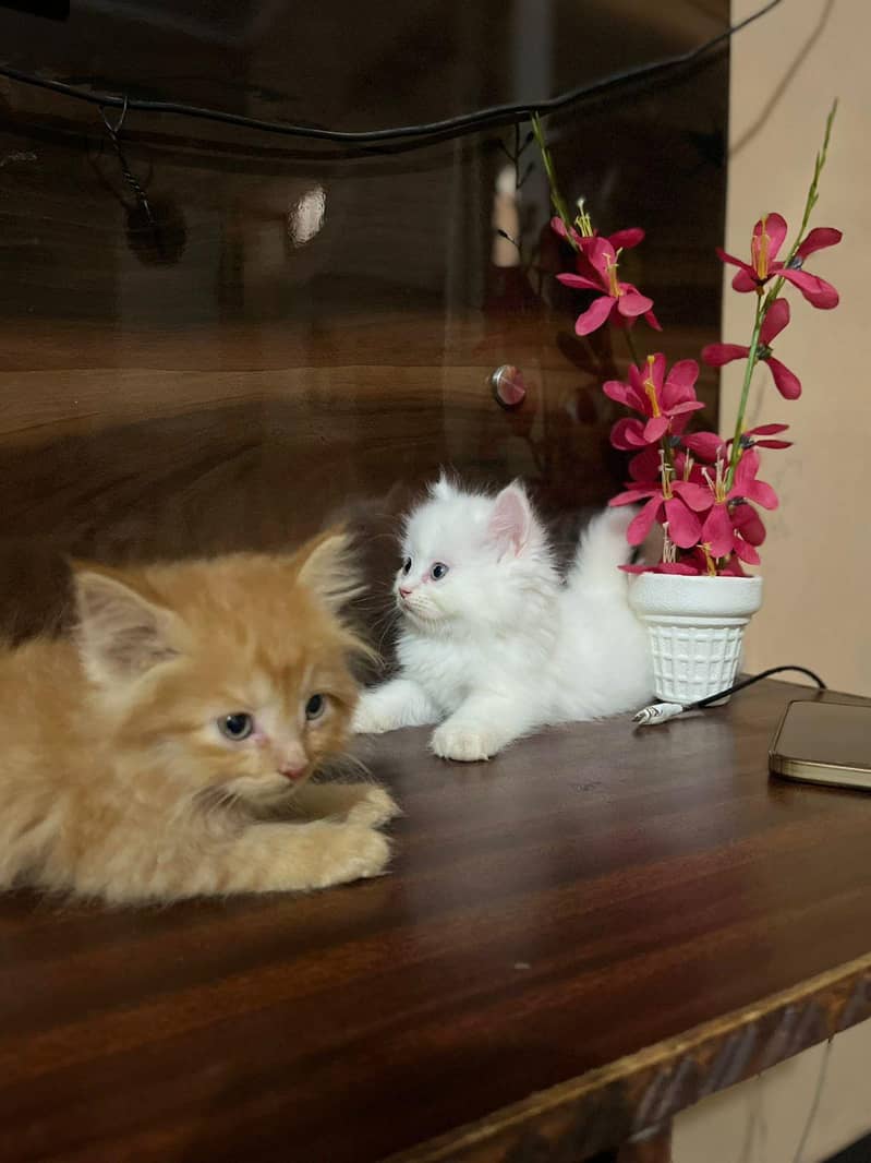 persain kittens 0