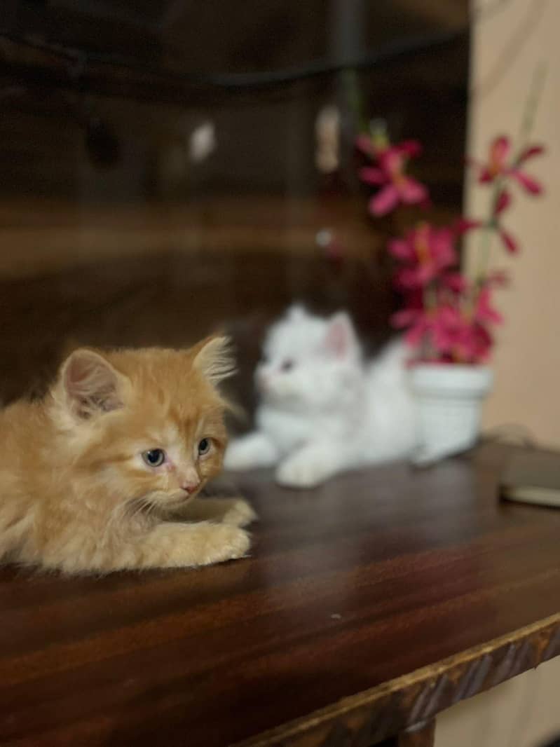 persain kittens 1