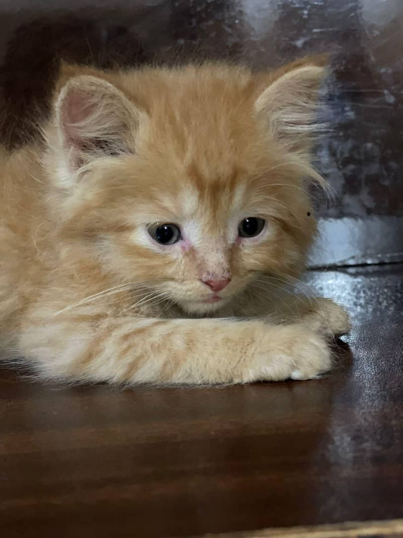 persain kittens 2