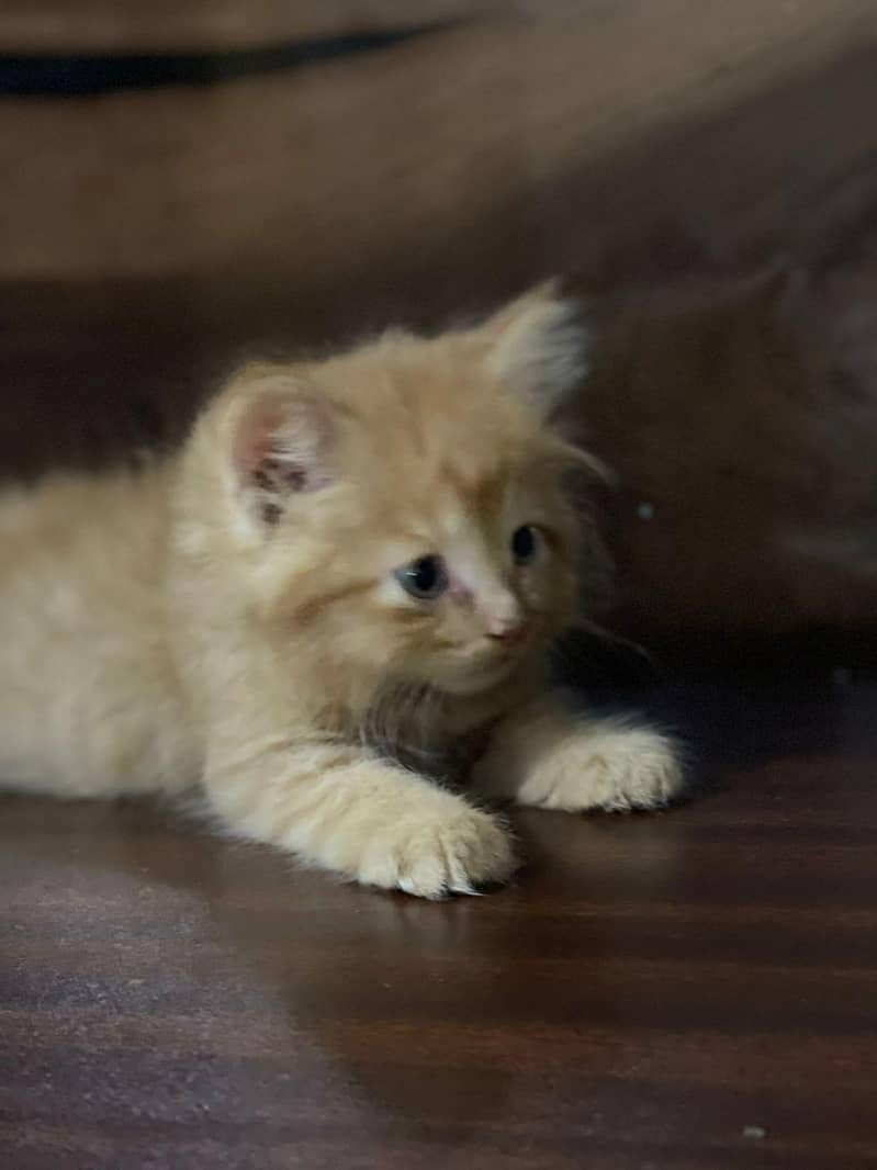 persain kittens 3