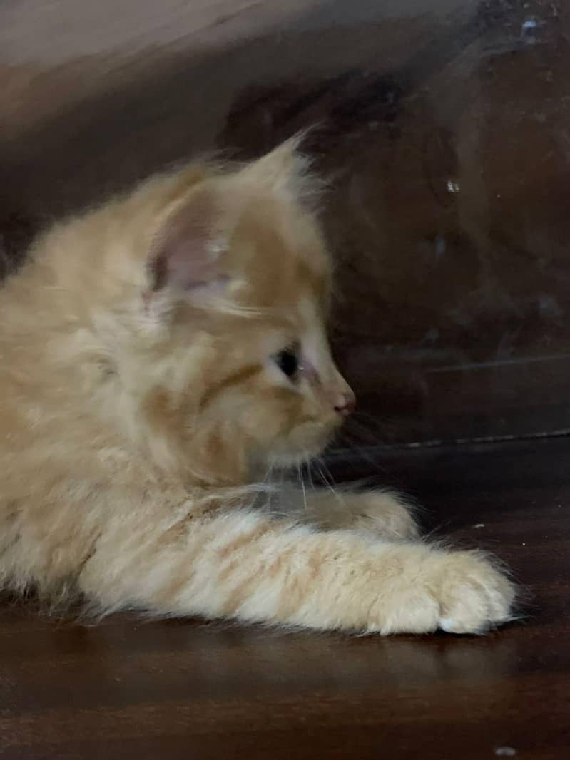 persain kittens 4