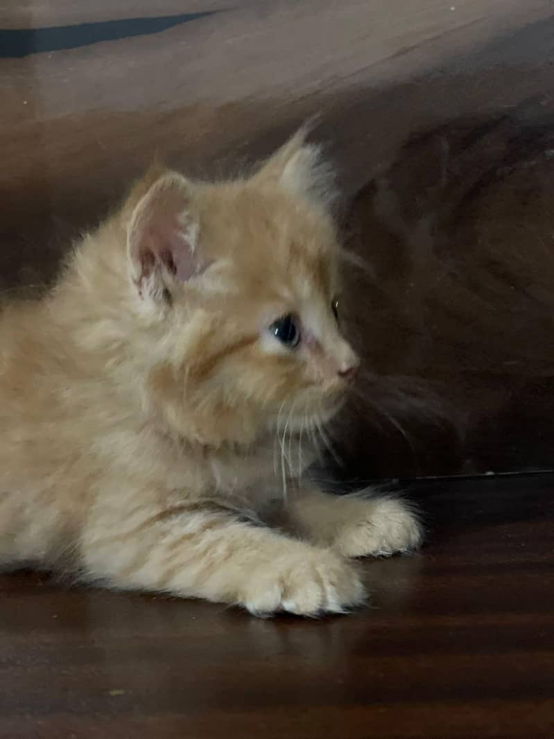 persain kittens 5