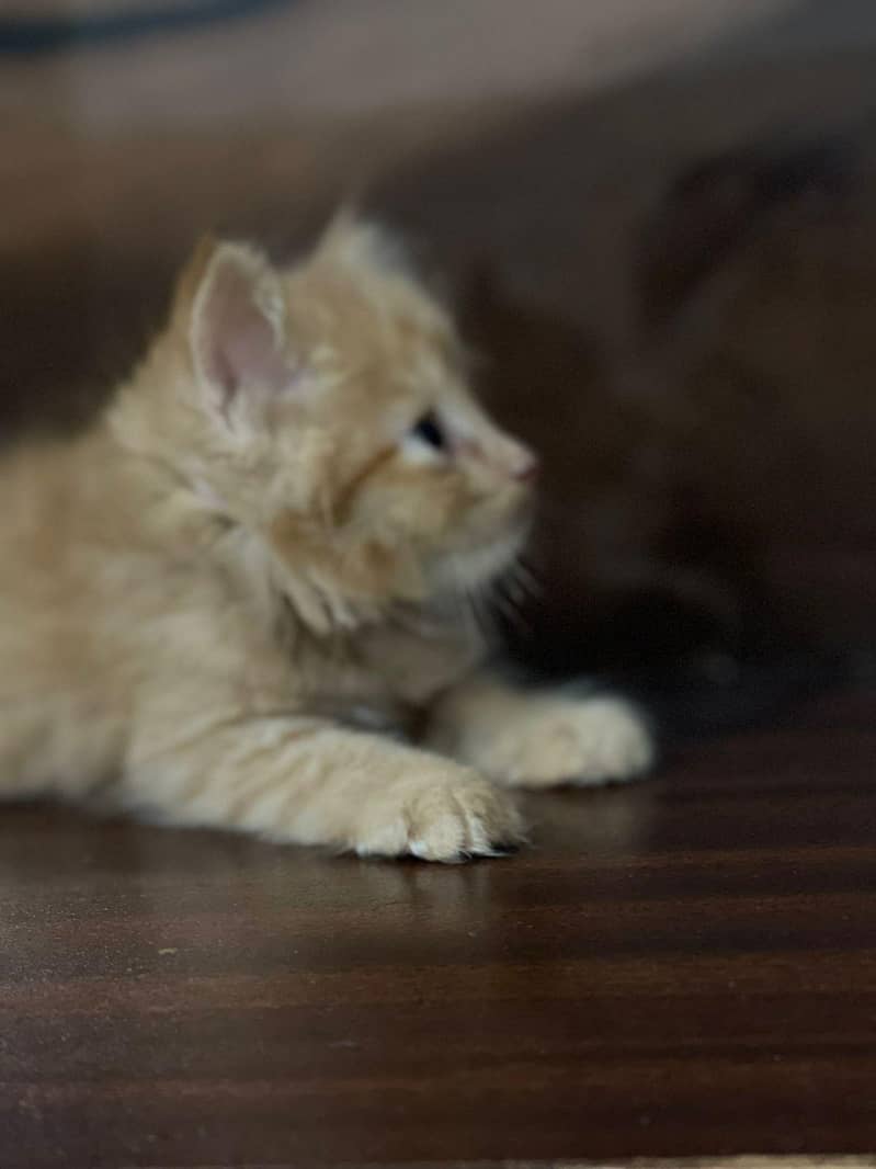 persain kittens 6