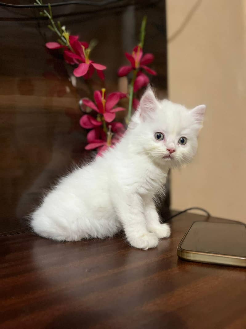 persain kittens 7