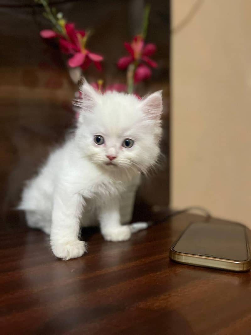 persain kittens 8