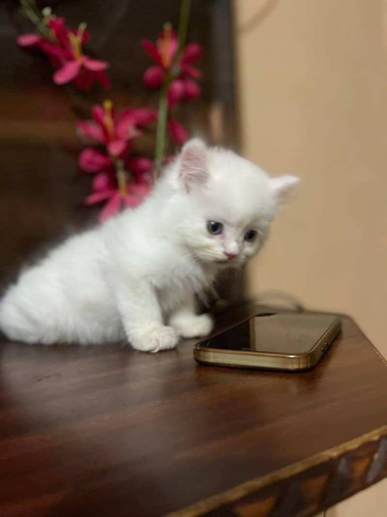 persain kittens 9