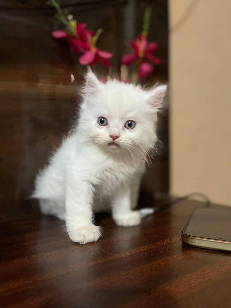 persain kittens 10