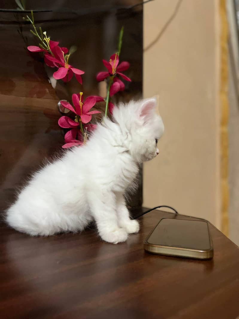 persain kittens 11