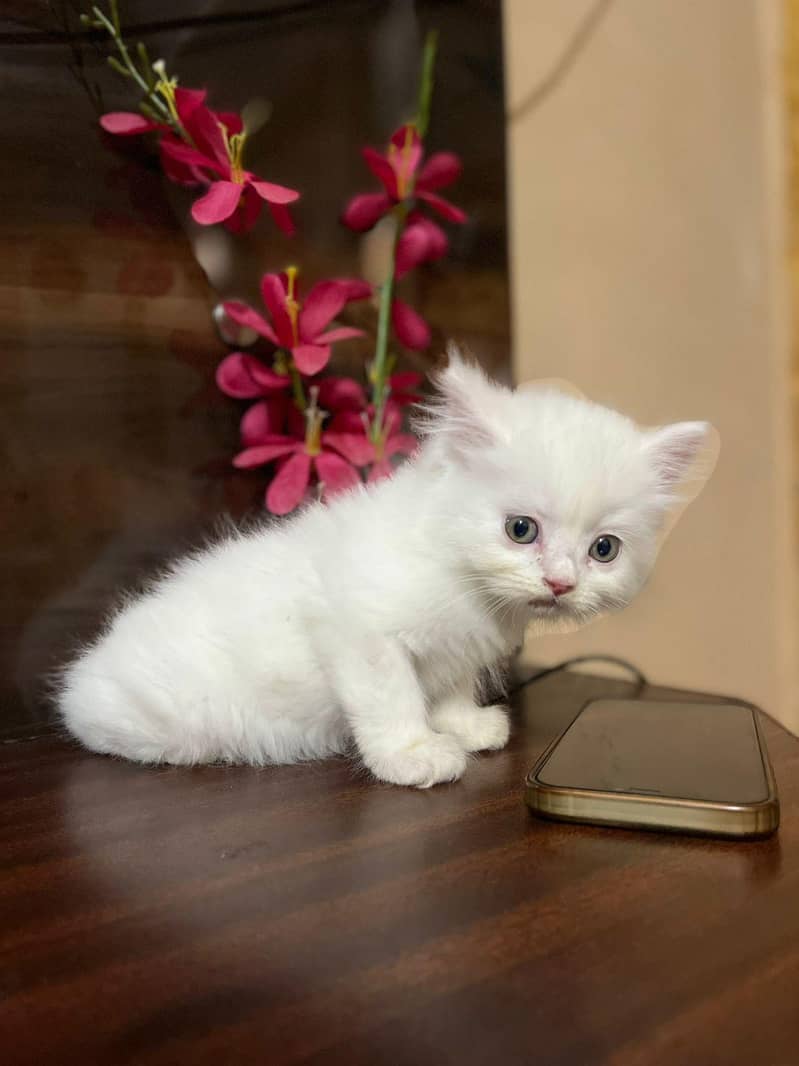 persain kittens 12