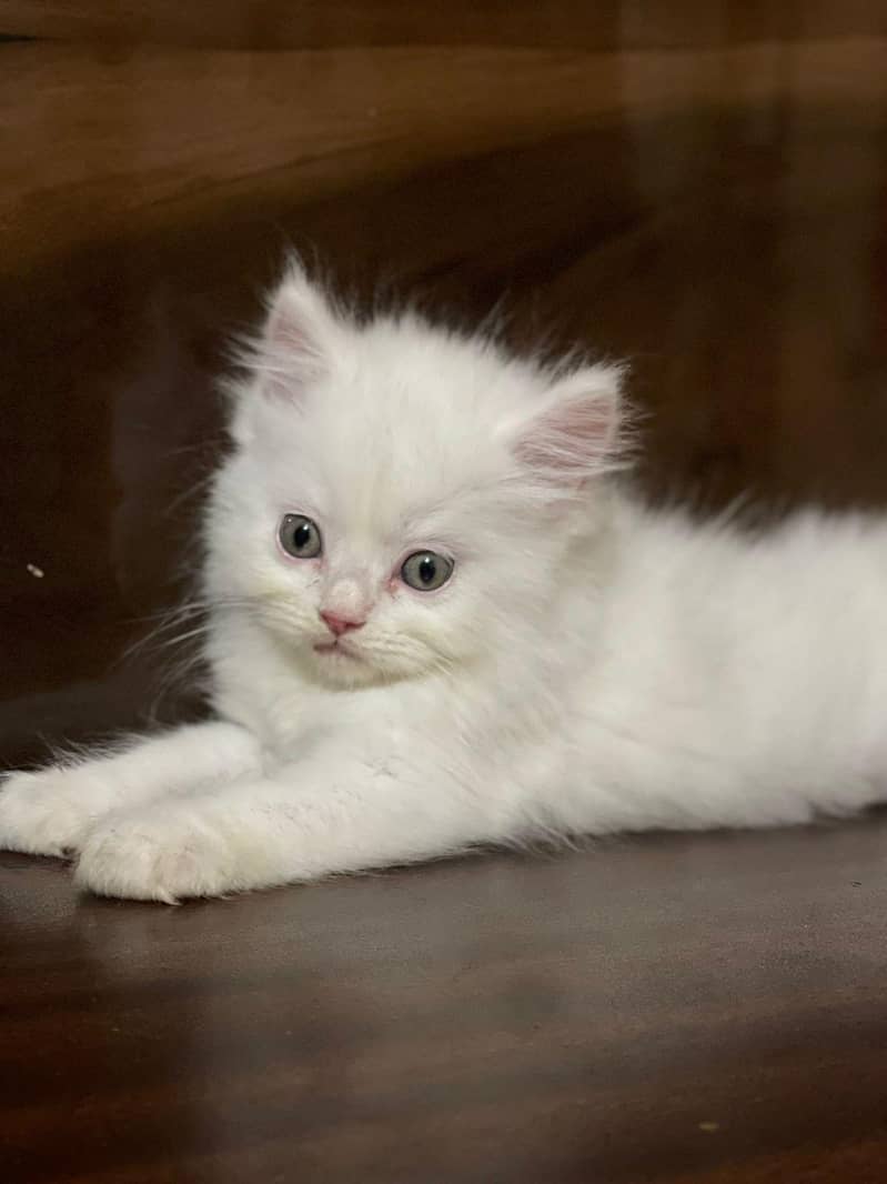 persain kittens 13