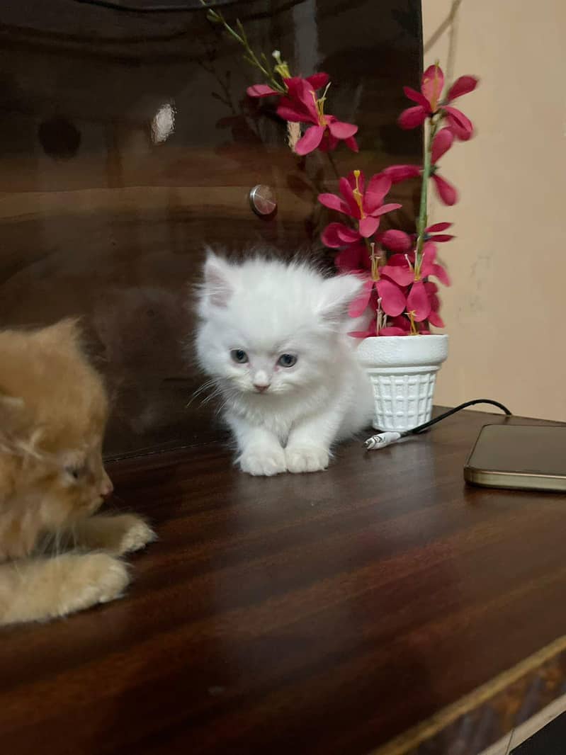 persain kittens 14