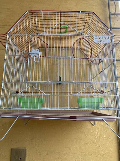 Love birds for sale
