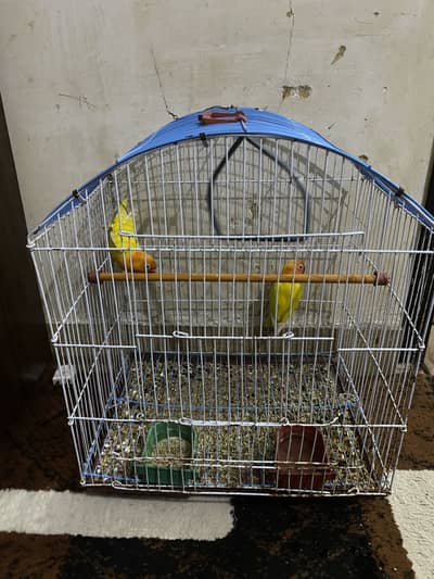 Love birds for sale