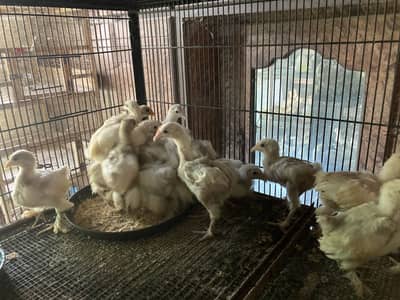BANTAM CHICKS FOR SALE ONLY SERIOUS BUYERS CONTACT