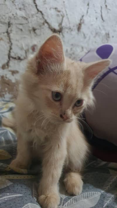 persian cat double cout