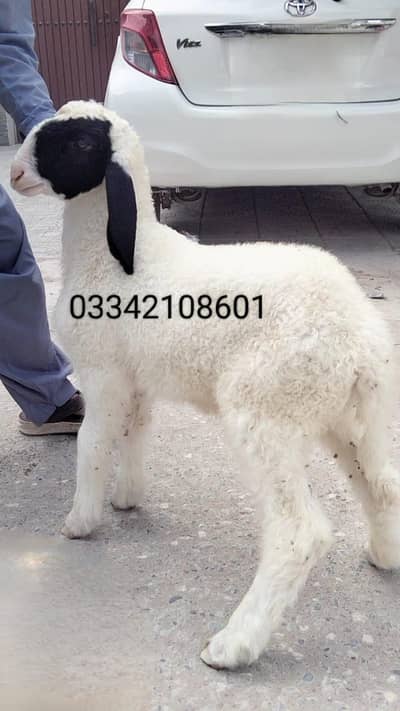 dumba sheep mundra gulabi abluck Bakra goat kajla larkana baby kid