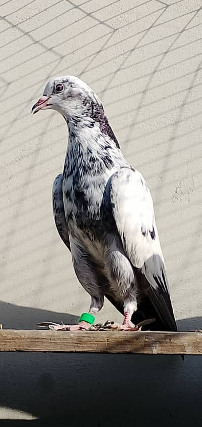 Kabli