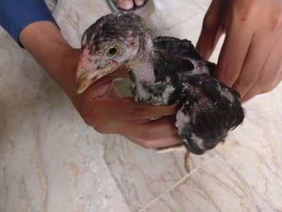 2 months chicks