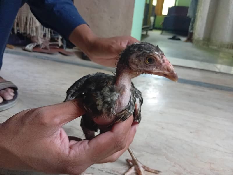2 months chicks 1