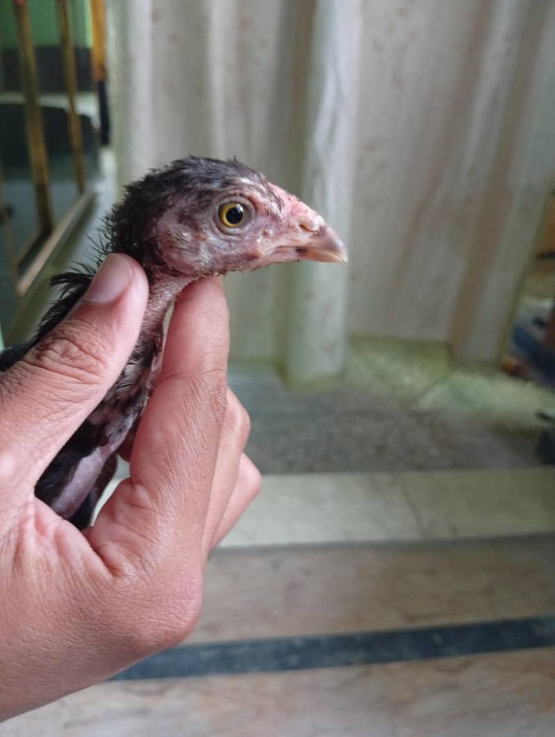 2 months chicks 4