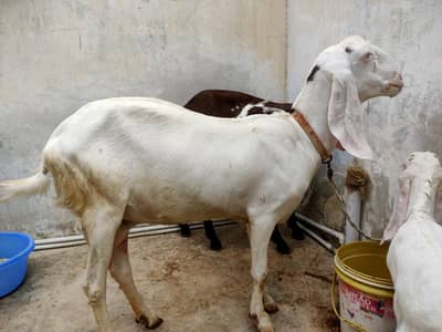 rajan pori bakri or bachha sale kraha hon
