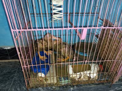 Duck pair sale