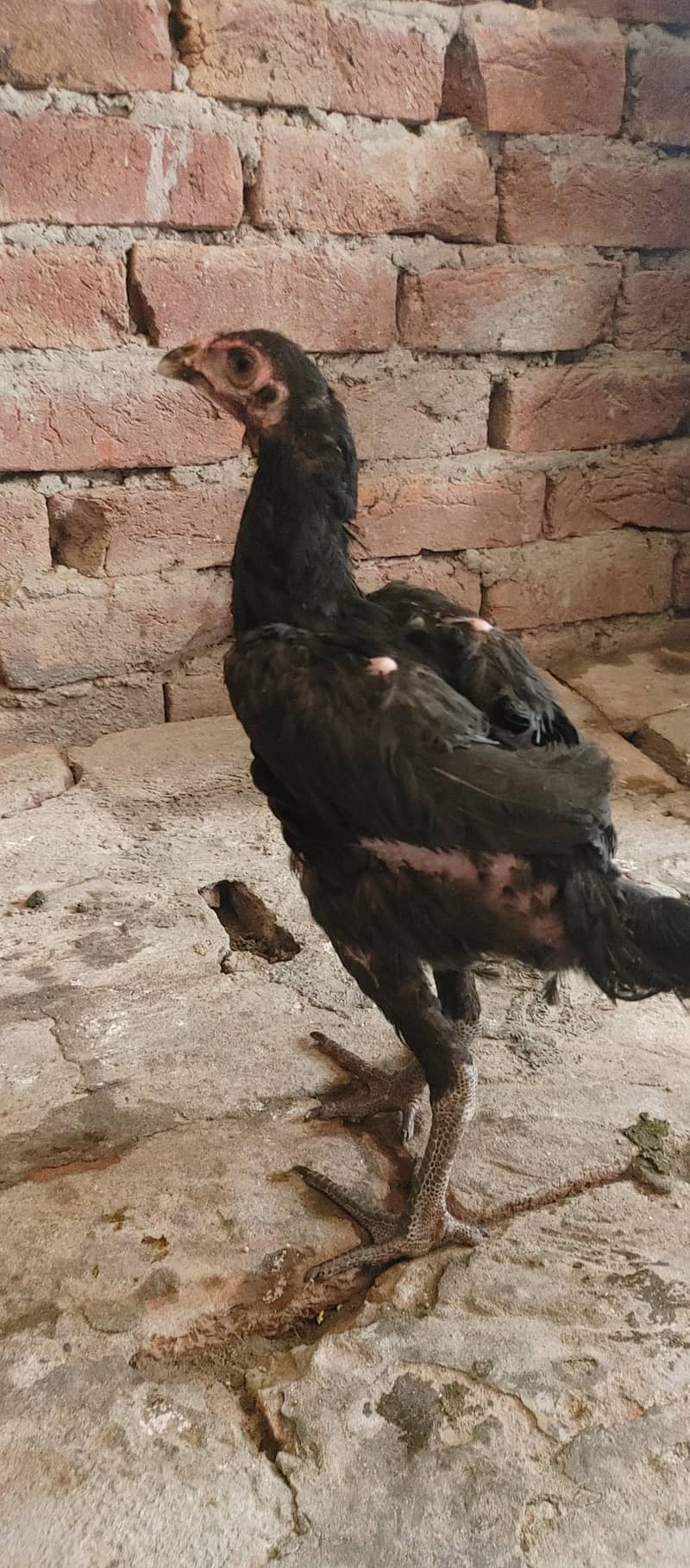 hens for sall 1