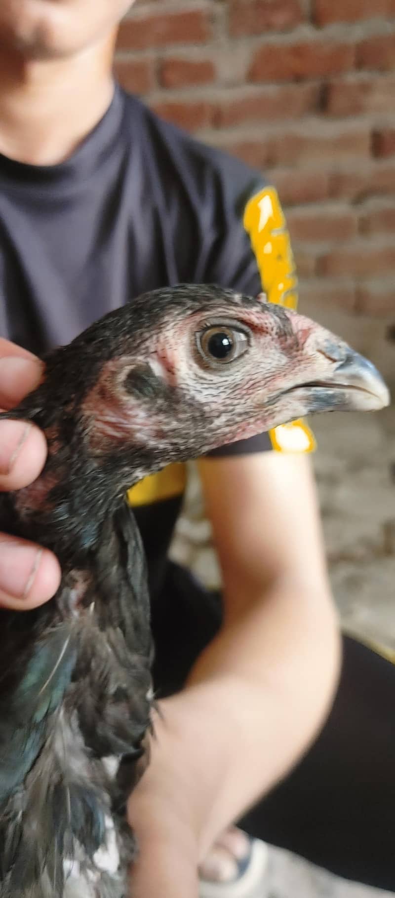 hens for sall 2