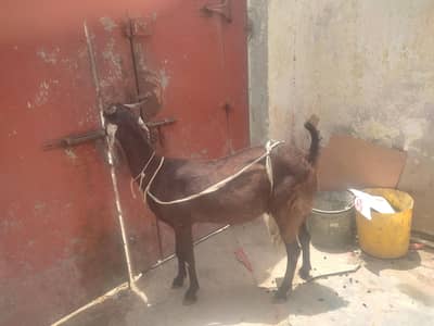 1kg doodh din ka. or 1 bakri 1 baccha