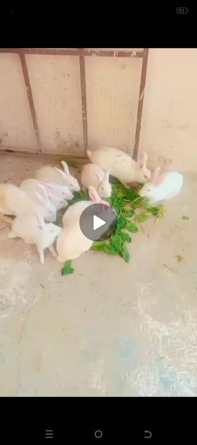 Rabits 5couple. . . 10piece One piece Breading for sale urgent