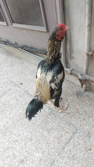 Aseel hens laying eggs.