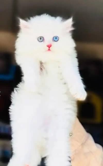 (Persian female kitten) (for sale all) (Pakistan delivery available)