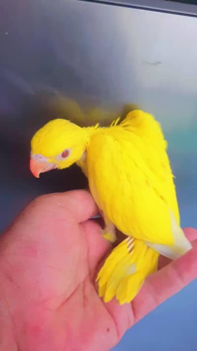 parrots for sale