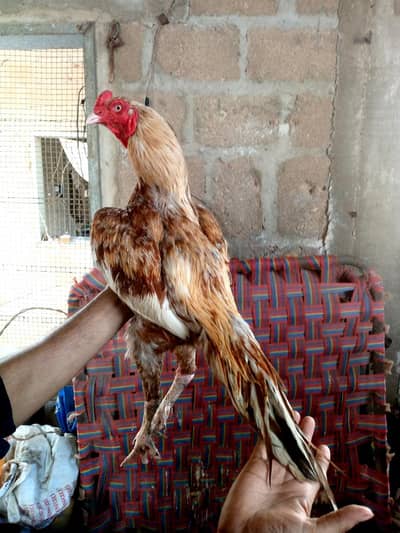 high quality miatha male 03711036880