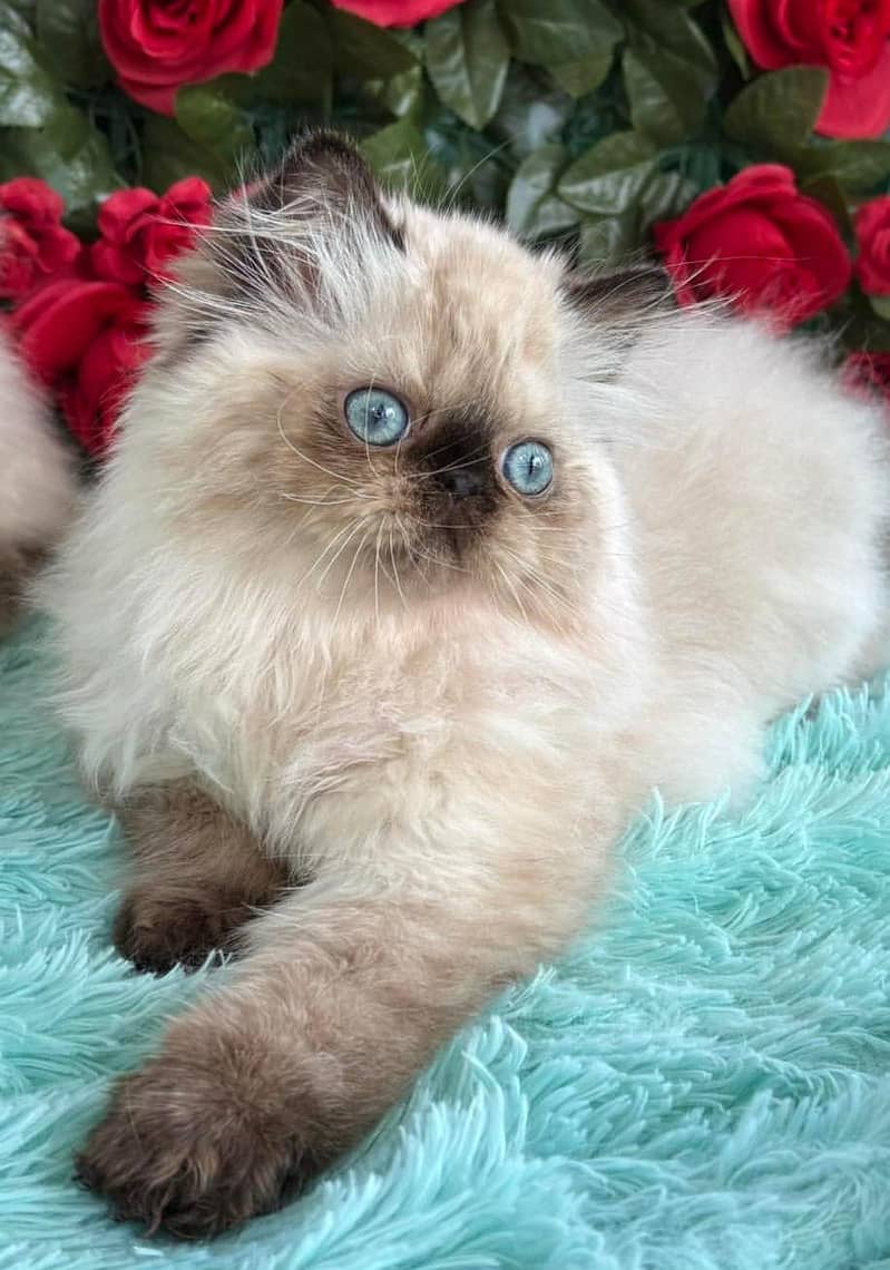 Persian kittens 0