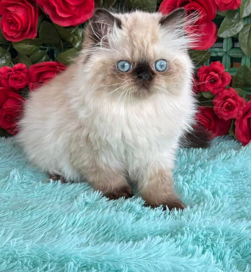 Persian kittens 1