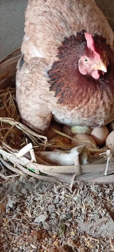 Hens sell