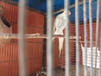 Pied cocktail breeder male available