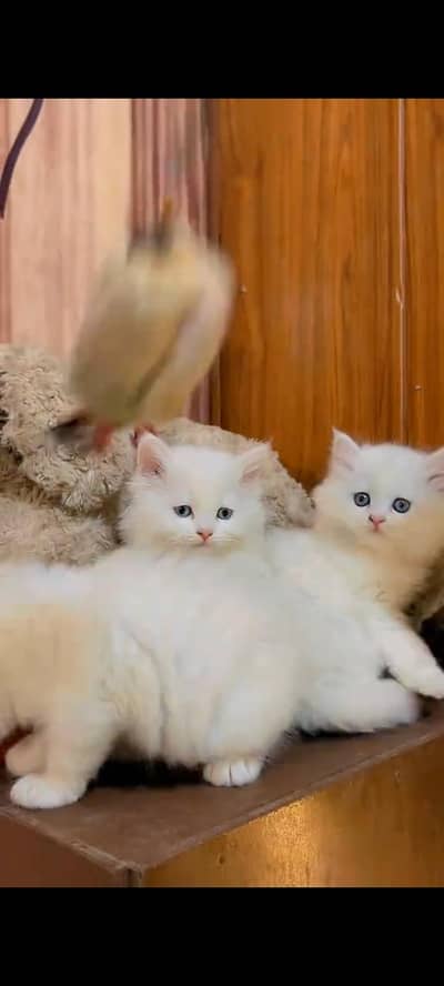 persian cat for sale MywatsapppNumber 0344-56-89-749