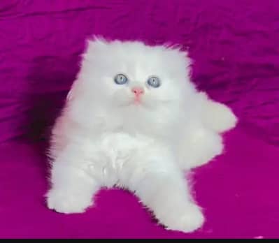 (Persian female kitten) (for sale all) (Pakistan delivery available)