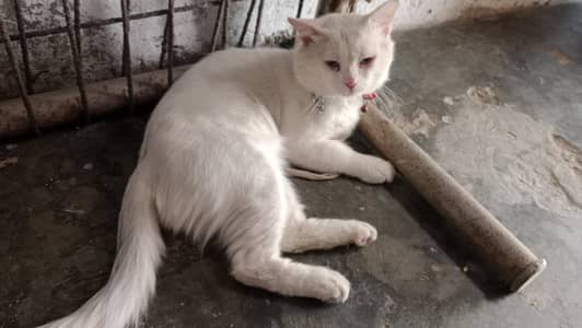 sale by male cat