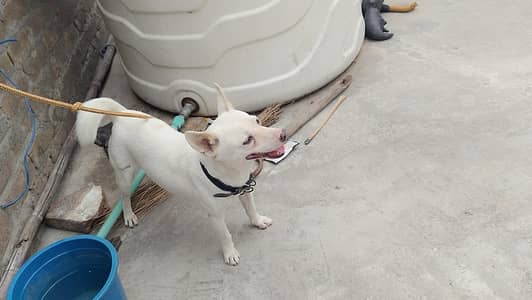 dog sale