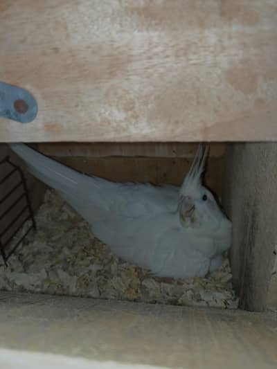 Cockateils Pairs