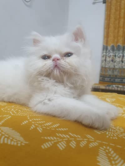 Persian kitten near to peki face