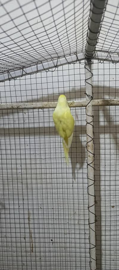 Australian parrot