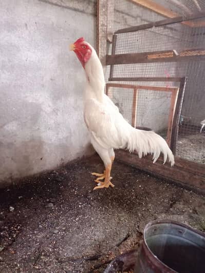 King White O Shamo Males and female available 03487174441