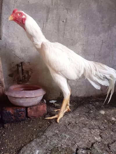 King White O Shamo Males and female available 03487174441