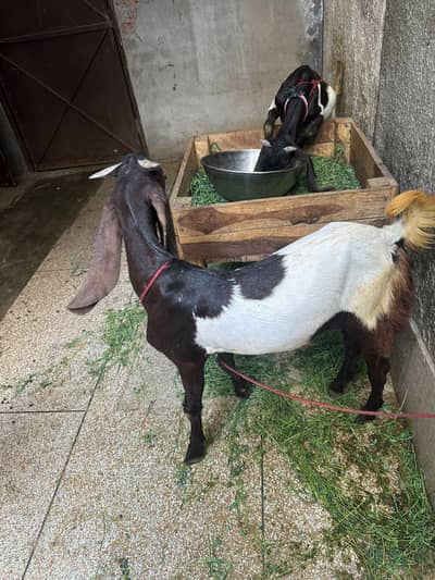 Dasi Bakra for sale